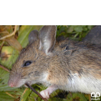 گونه موش صحرایی هیرکانی Hyrcanian Filed Mouse